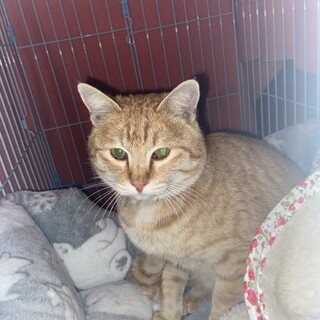 首にワイヤーが巻いた茶とらの男の子