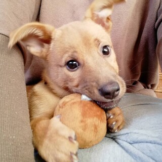 人懐こくて元気一杯【あいちゃん】３ヶ月位