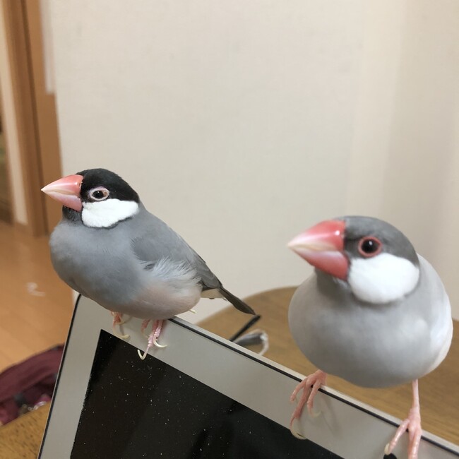 あずき48のカバー写真