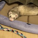 大切に育ててくれる方募集中です