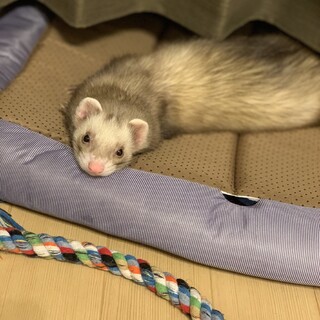 大切に育ててくれる方募集中です