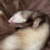 大切に育ててくれる方募集中です サムネイル2