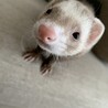 大切に育ててくれる方募集中です サムネイル3