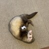 大切に育ててくれる方募集中です サムネイル4