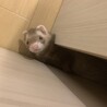 大切に育ててくれる方募集中です サムネイル5