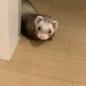 大切に育ててくれる方募集中です サムネイル6