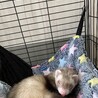大切に育ててくれる方募集中です サムネイル7