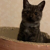 ショコラ