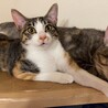の写真