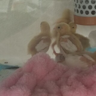 ヒメウズラ　雛　白