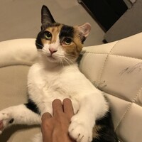みかん