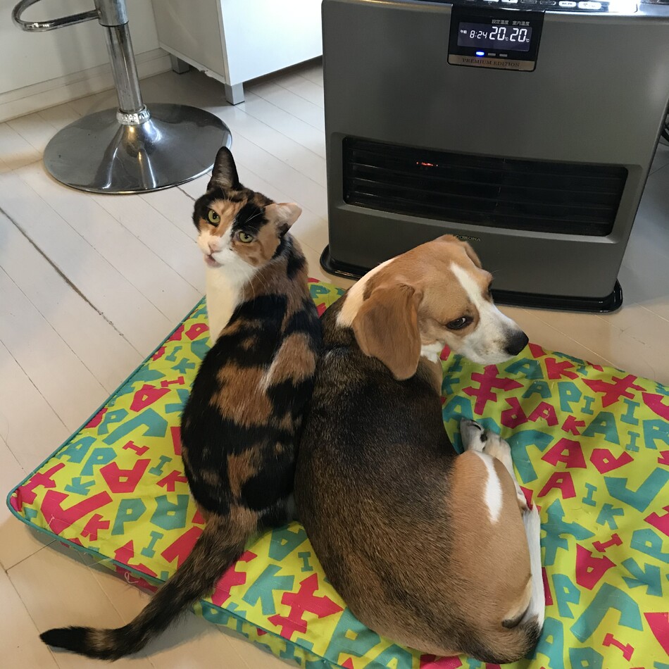 シンディのカバー写真
