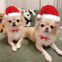 小麦