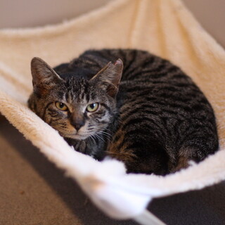 12/27水道橋★	山下くん★ゴロゴロイケメンキジ