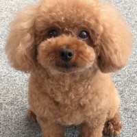 モカ