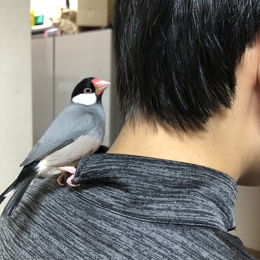 育ての親のお世話を買って出ます