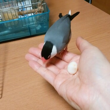 一羽で長いこと買ってました。卵を産んで女の子なんだとわかりました