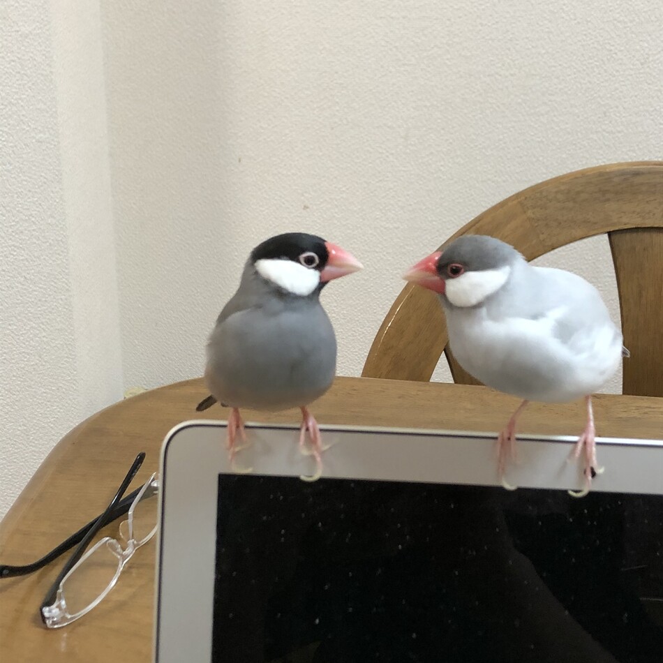 ギンちゃんのカバー写真