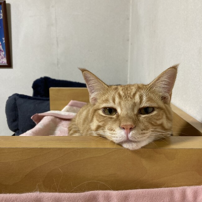 Miyachinのカバー写真