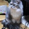 の写真