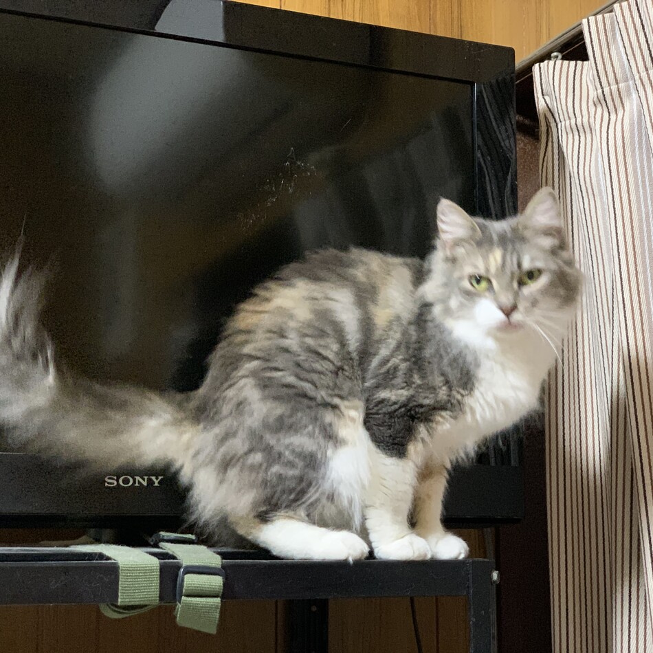 みかんのカバー写真