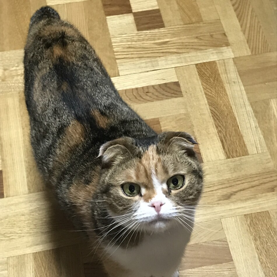 モモのカバー写真