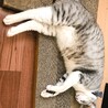 の写真