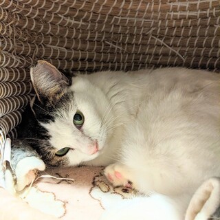 触り心地は最高級♪美麗ちゃん