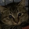 8ヶ月　キジ猫　コロコロ可愛い　タロくん サムネイル2