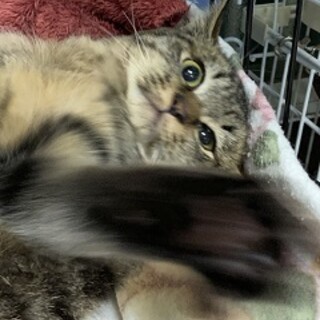 8ヶ月　キジ猫　コロコロ可愛い　タロくん