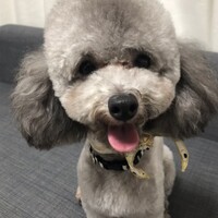 といし