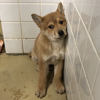 里親決定しました。