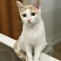 そぼろ