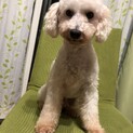 甘えん坊のトイプードル♂ウィンくん