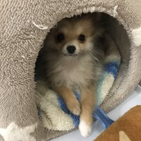 胡桃