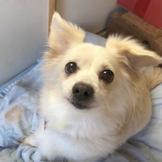 ダックスmixの女の子  ましろちゃん