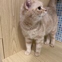 人なつこいアメショーの女の子