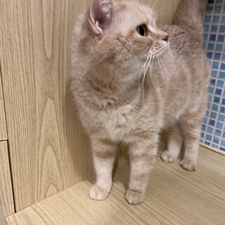 人なつこいアメショーの女の子