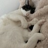 の写真