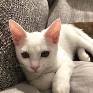 捨て猫3兄弟　全身まっ白オス　マイペースな甘えん坊