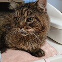 メインクーン8歳男の子･猫カフェ飼育崩壊から保護
