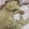 の写真