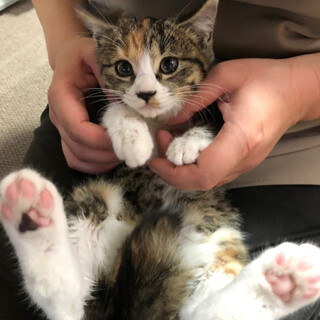 生後2ヵ月のちびーず4兄妹♡