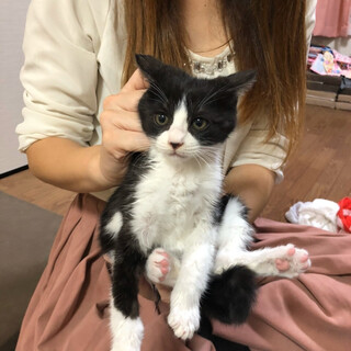 生後2ヵ月のちびーず4兄妹♡