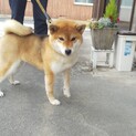 柴犬のさとちゃん