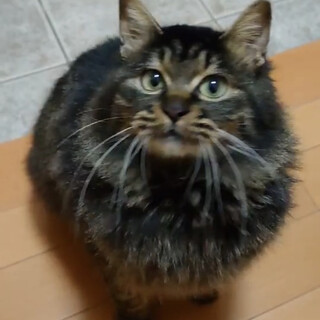 里親決定しました