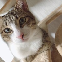 リンリン