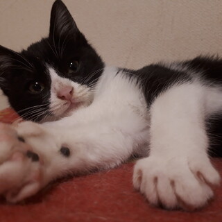 丸顔ハチワレ！タキシードを来た男の子