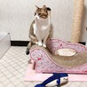 の写真