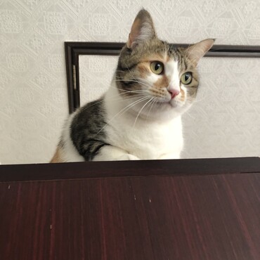 の写真